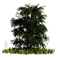 Japanese katsura tree with ground plants cover