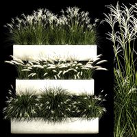 Bushes For Landscape Design Of Outdoor Flowerpots 1132