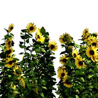 Sunflower Field