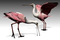 Roseate Spoonbill
