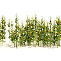 Corn cluster (337335)