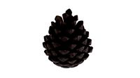Pine cone
