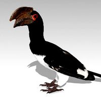Trumpeter Hornbill