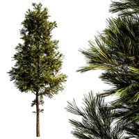 Simple pine tree (337881)