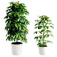 Schefflera Arboricola plant (337922)
