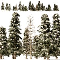 Winter green spruce forest (337778)