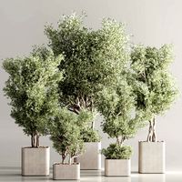 Indoor Plant Set 82 (338048)