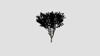 Platanus acerifolia 15 AM238 Archmodel
