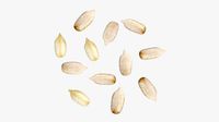 Sunflower seeds 02