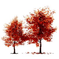 Maple tree 01 (338197)