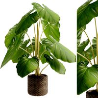 Elephant ear caladium (337962)