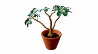 Desert rose or ping bignonia in flowerpot