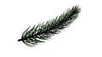 Fir tree branch 01
