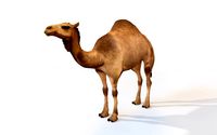 camel rigged animal