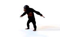 chimpanzee ape rigged animal