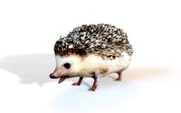 hedgehog rigged animal