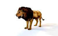 lion rigged animal