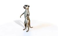 meerkat rigged animal