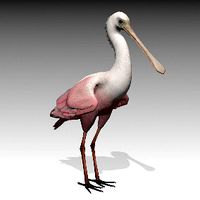 Roseate Spoonbill