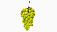 Grapes 05