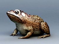 Toad Animal 3D Model