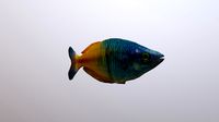 Rainbowfish Care Sheet