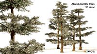 Winter Abies concolor trees