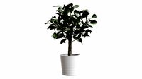 Ficus Tree In Decorative Pot