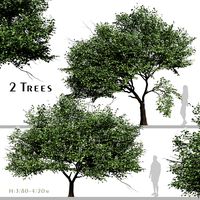 Set of Catalpa Ovata Tree (Chinese Catalpa) (2 Trees) (330849)