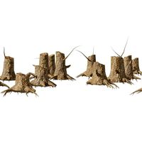 Tree stump field