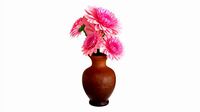 Gerbera In Vase V2