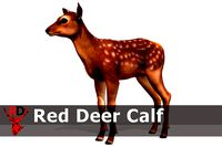 Red Deer Calf