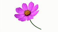 Flower Aster Cosmos bipinnatus