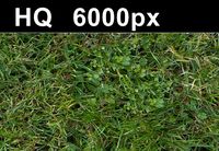 Grass Lawn 5 Seamless Map High Res 3D Model