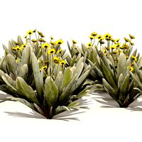 Ruilopezia Flower cluster