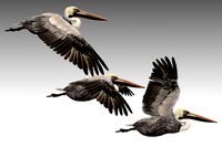 Brown Pelican