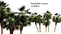 5 Fountain Palms