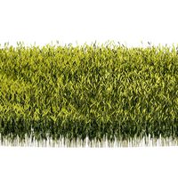 Young Wheat Field