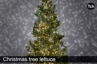 Christmas tree lettuce (3D)
