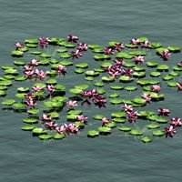 Aquatic lotus flower