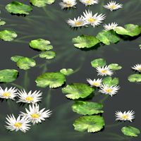 Water lily flower