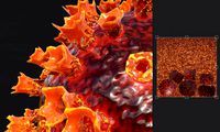 2019-ncov coronavirus