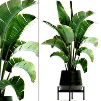 exotic plants banana tree 446