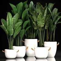 exotic plants banana tree set 435