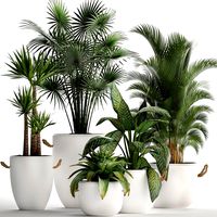 collection of exotic plants 436