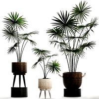 collection of palm trees for the interior 429