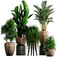 collection of exotic plants croton 431
