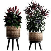 decorative plants for the kitchen 423 pepper