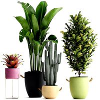 collection of exotic plants 440