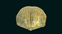 Orthostrophia strophomenoides